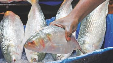 hilsa_fish_0.jpg