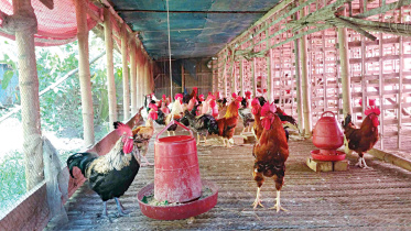 rearing-deshi-chicken.jpg