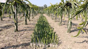 Dragon-fruit-Lalmonirhat.jpg