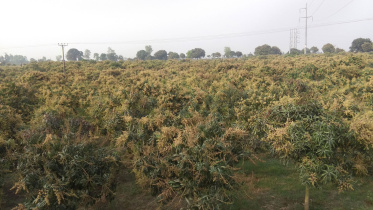 hybrid-mango-Chapainawabganj.jpg