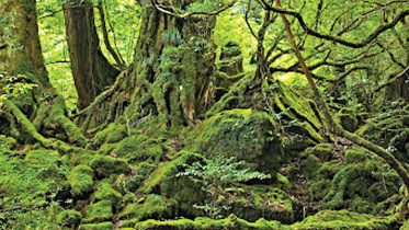 Tropical-forest.jpg