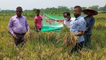 Boro-paddy-Final .jpg