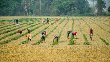 watermelon-field-Khulna-Batiaghata-upazila.jpg