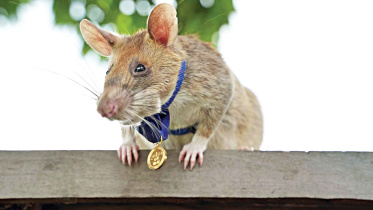 rat.jpg