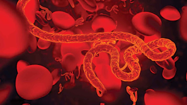 Ebola.jpg