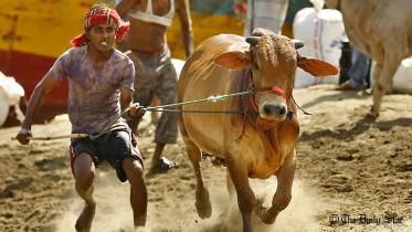Bull