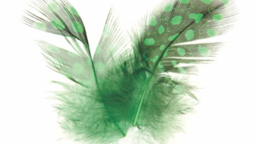 A Bird from Paradise