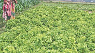 A Chinese cabbage field 1.jpg