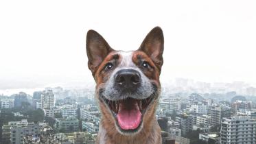 A dog sees Dhaka