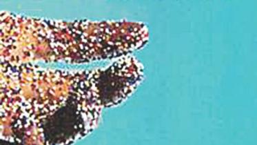 a million little pieces.jpg