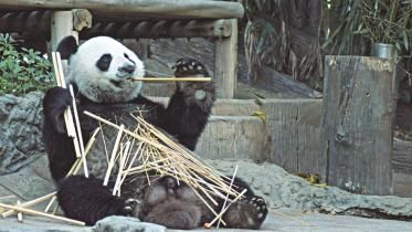 A Panda-full possibility