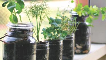 A personal herb supply