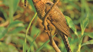 A plaintive cuckoo.jpg