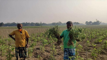 affected-tomato-farmers-Mymensingh.jpg