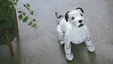 Aibo.jpg
