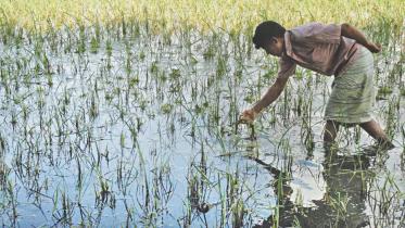 aman fields flood.jpg