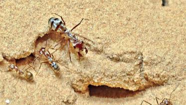 ant.jpg
