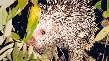 Arboreal-Porcupine.jpg