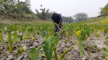 Arum farming.jpg