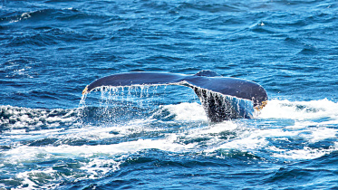 atlantic.jpg