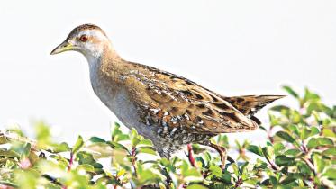 Ballion's crake.jpg
