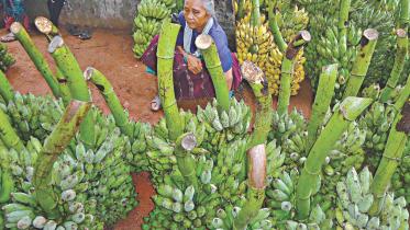 Banana boon for farmers