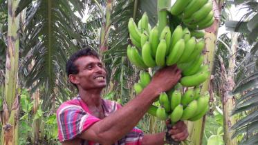 Bananas lalmonirhat char.jpg