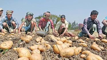 bangladesh_potato_farmers.jpg