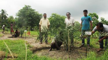 Barisal-huge saudi dates firming in Horticulture Centre at Barisal-1.jpg