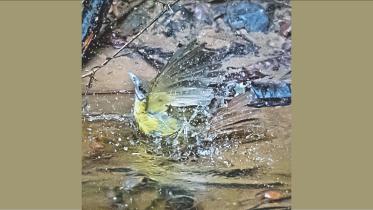 Bathing Beauties.jpg