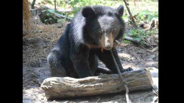 bear-baghaichhari (2).jpg