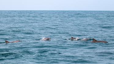 Beauties of the bay 1.jpg