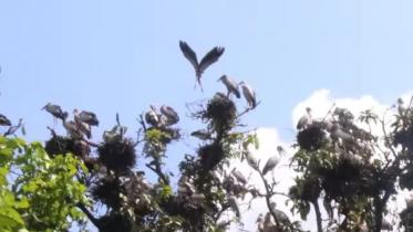 bird nest.jpg