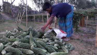 bitter gourds lalmonirhat.jpg