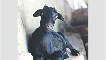 Black Bengal goat’s genome.jpg