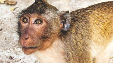 Blocking HIV for Monkeys