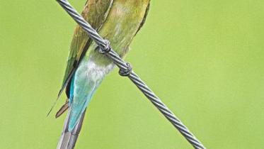 Blue-tailed Bee-eater.jpg