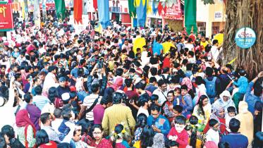 Boimela full bloom.jpg