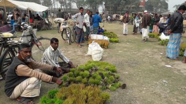 Boro saplings sell.jpg