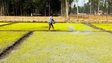 Boro seedbeds Dinajpur.jpg