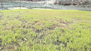 Boro seedlings yellowish.jpg
