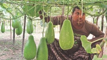 bottle gourd.jpg