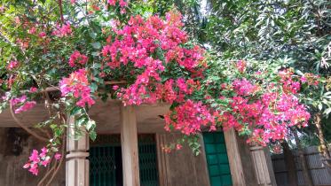 Bougainvillea.jpg