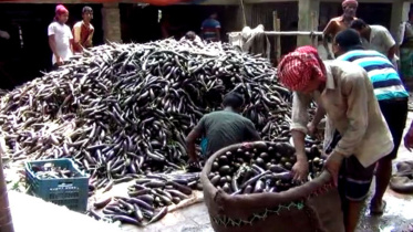 brinjal.jpg