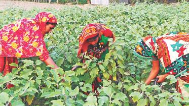 brinjal cultivation.jpg