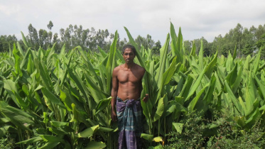 bumper turmeric yield.jpg