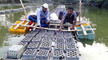 Cage-farmed crabs.jpg