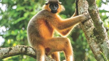 Capped Langur