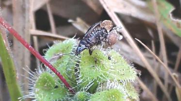 carnivorous plant.jpg