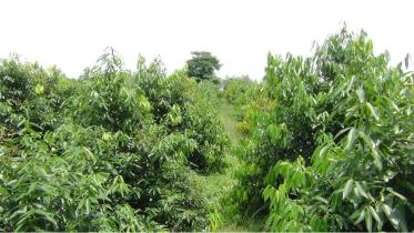 Cassia leaf farming.jpg